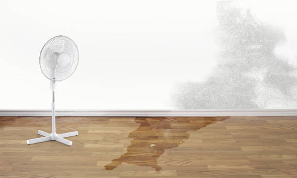 Best Water damage mitigation services  in Knox, IN